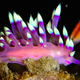 Image for article titled Striking Photographs Of Sea Slugs Expose The Alien World Under the Sea